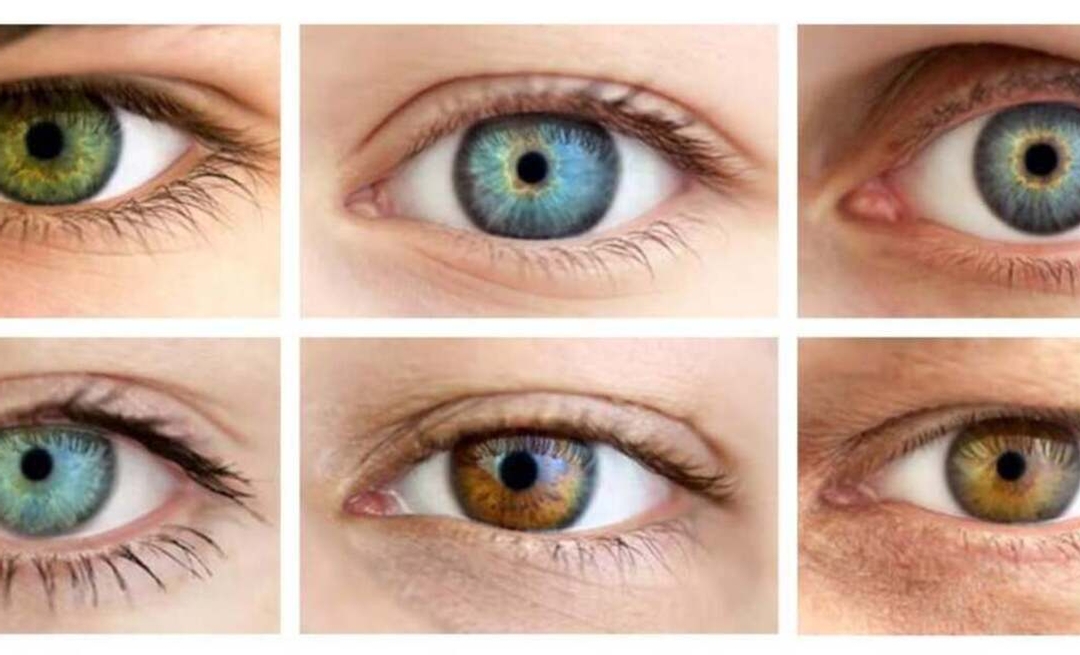 Yeux noisette : Qu'est-ce qui détermine la couleur des yeux noisette?